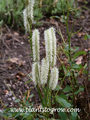Canadian Burnet (Sanguisorba canadensis) 
(September 25)